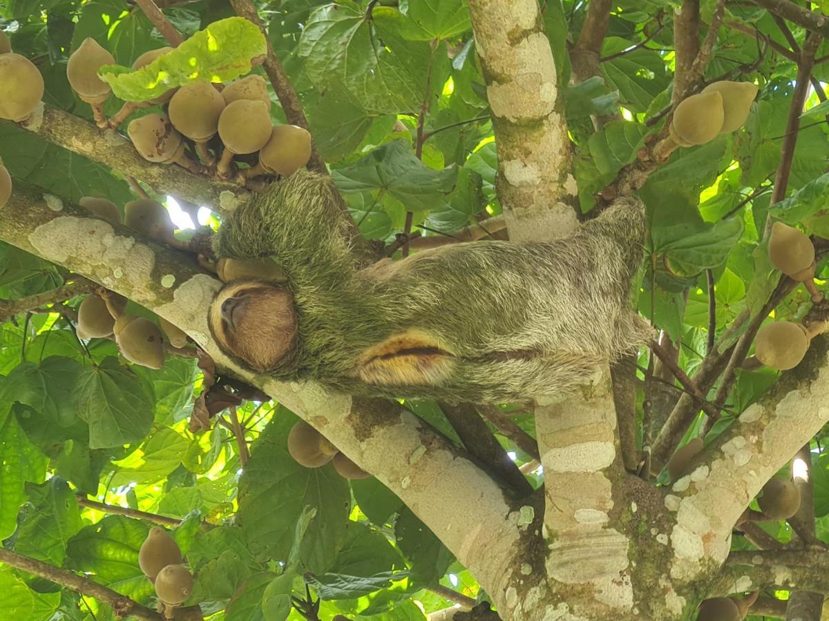 Tio Felix Eco Lodge La Fortuna Dış mekan fotoğraf