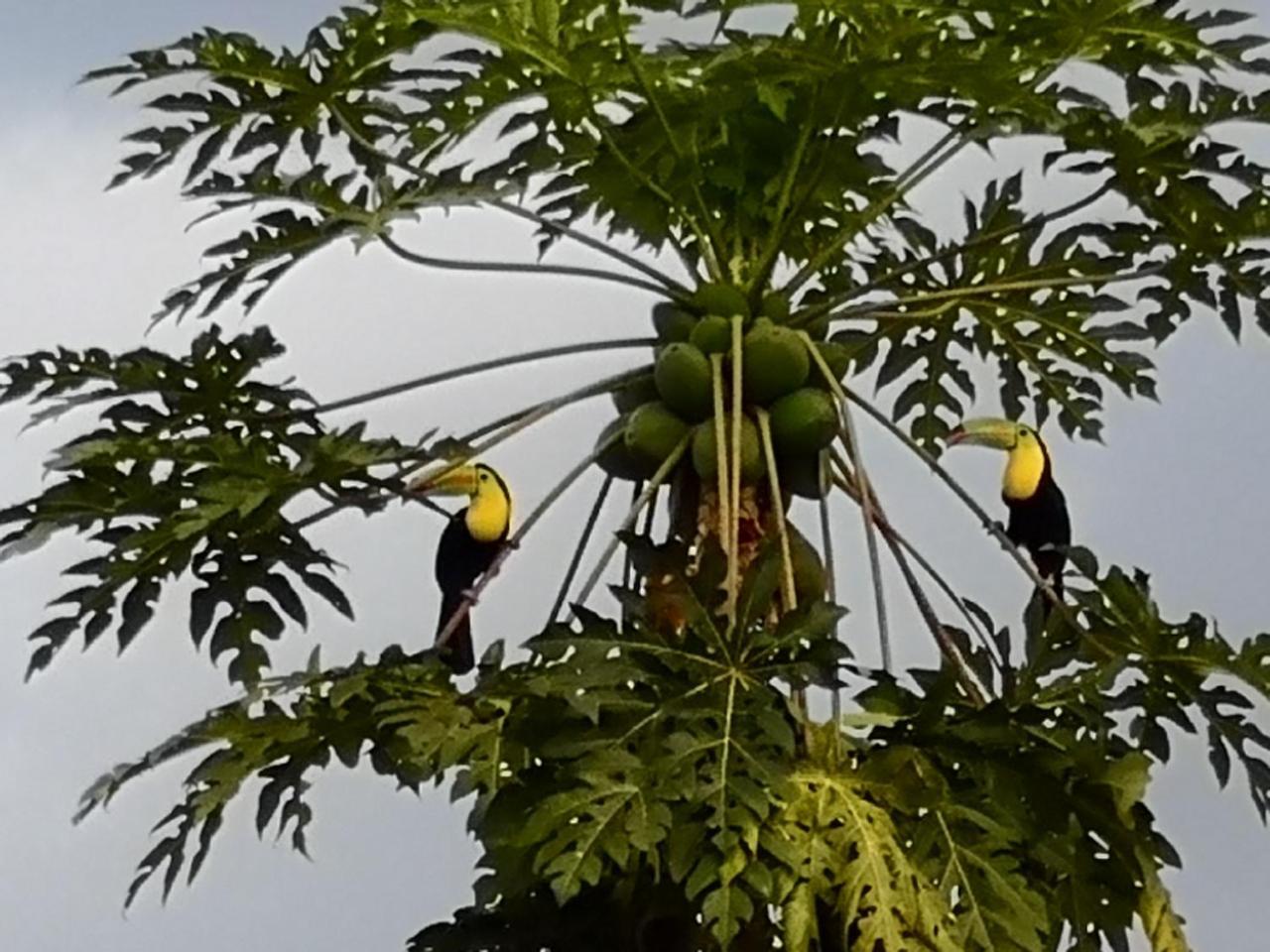 Tio Felix Eco Lodge La Fortuna Dış mekan fotoğraf