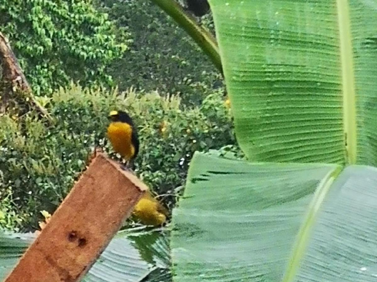 Tio Felix Eco Lodge La Fortuna Dış mekan fotoğraf
