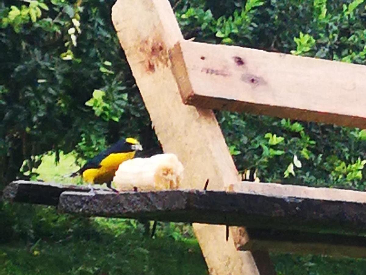 Tio Felix Eco Lodge La Fortuna Dış mekan fotoğraf